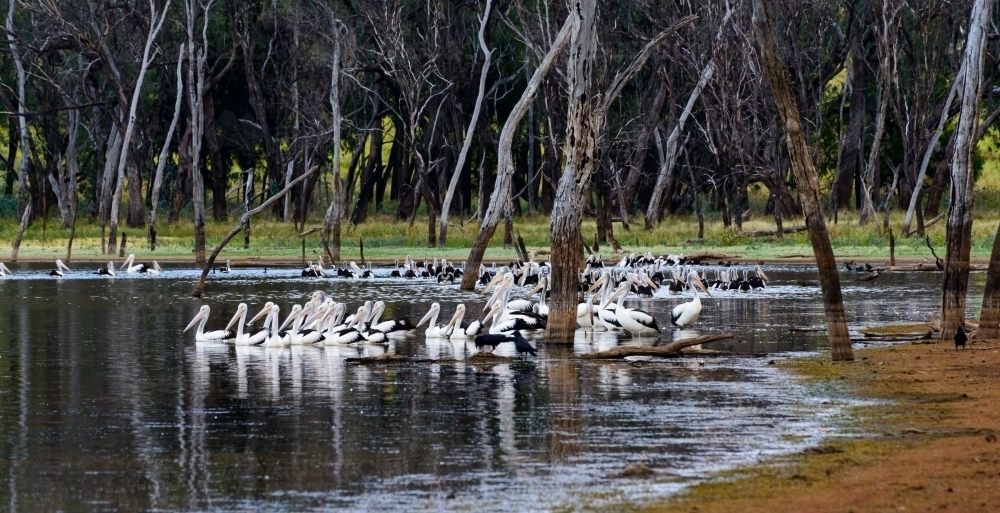Pelicans with reflections on a lake with drowned trees and forest in the background - Australian Stock Image