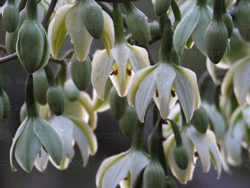 Pendulous creamy green flowers of a giant yucca, close up - Australian Stock Image