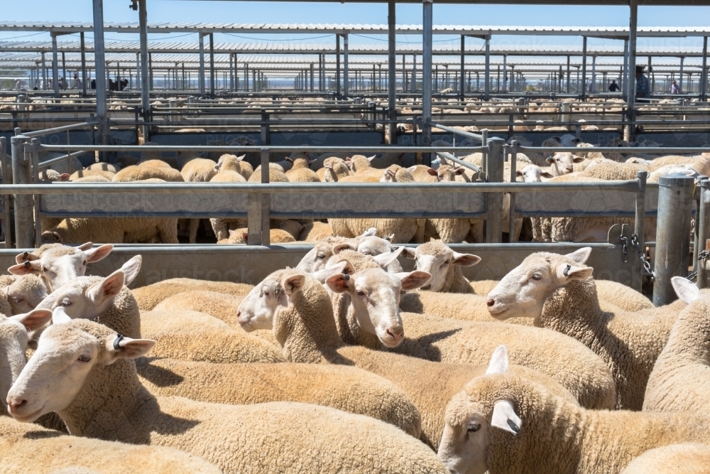 Penned sheep at a livestock auction at Forbes - Australian Stock Image