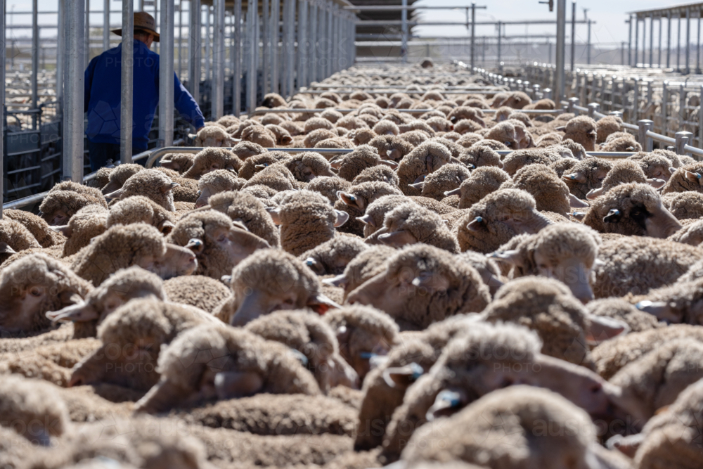 Penned sheep at a livestock auction at Wagga Wagga - Australian Stock Image