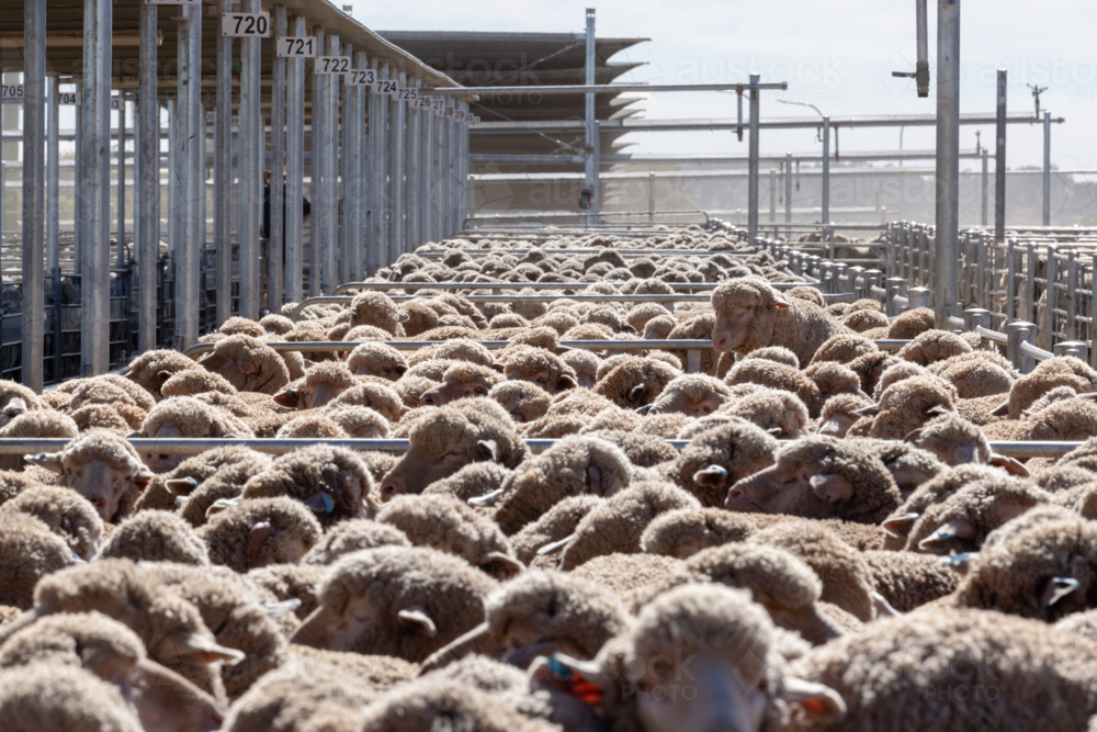 Penned sheep at a livestock auction at Wagga Wagga - Australian Stock Image