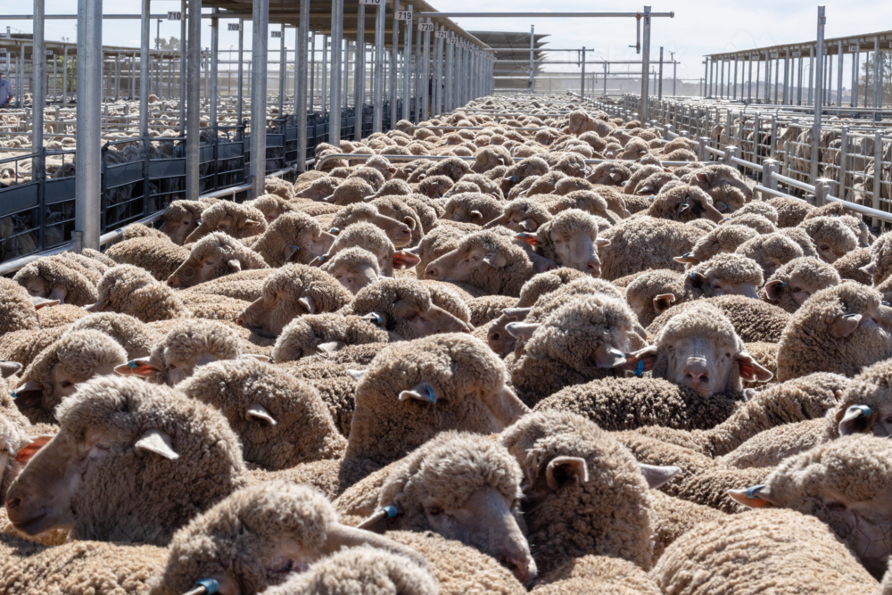 Penned sheep at a livestock auction at Wagga Wagga - Australian Stock Image