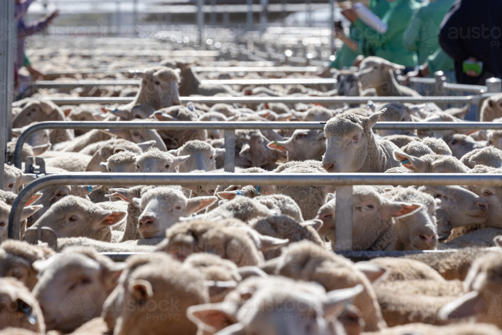 Penned sheep at a livestock auction at Wagga Wagga - Australian Stock Image