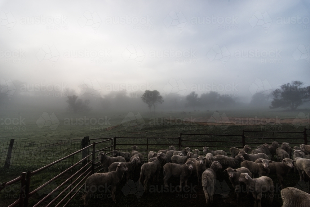 Penned sheep on misty morning - Australian Stock Image