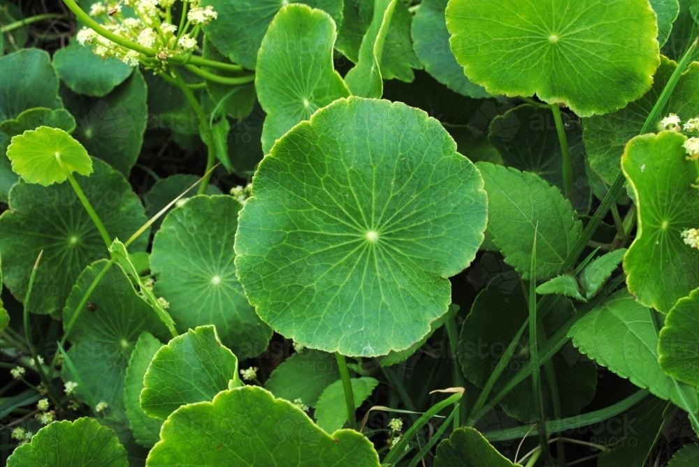 Pennywort or Kurnell's Curse is considered an environmental weed in New South Wales - Australian Stock Image