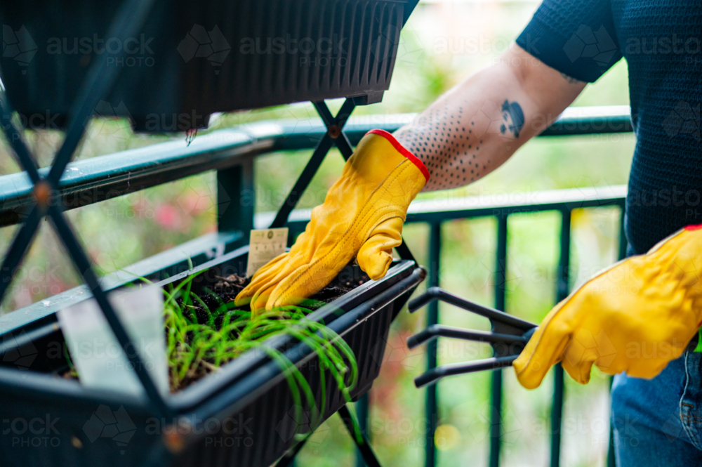 a crop shot of a man using yellow gloves to do gardening on a balcony - Australian Stock Image