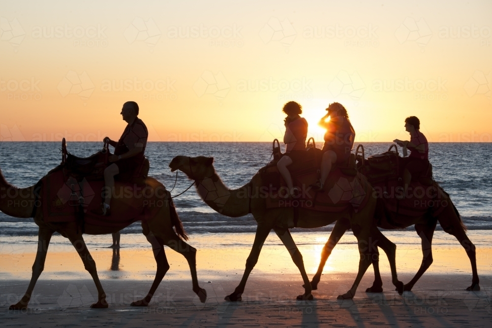 People riding camels on remote beach at sunset - Australian Stock Image