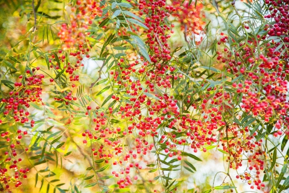 Image of Peppercorn berries on leafy green branch Austockphoto