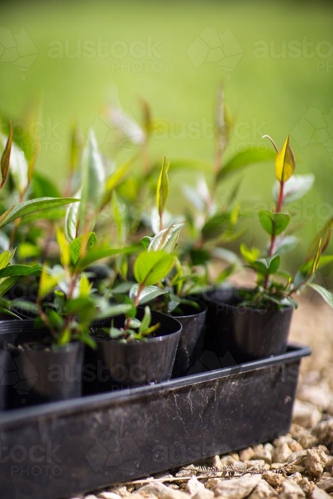 Peppermint tree (agonis flexuosa) seedlings in pots - Australian Stock Image