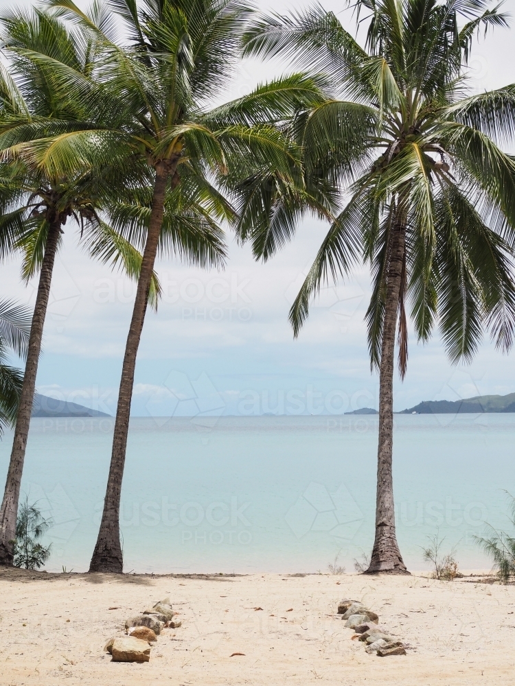 Perfect palm trees on the beach - Australian Stock Image