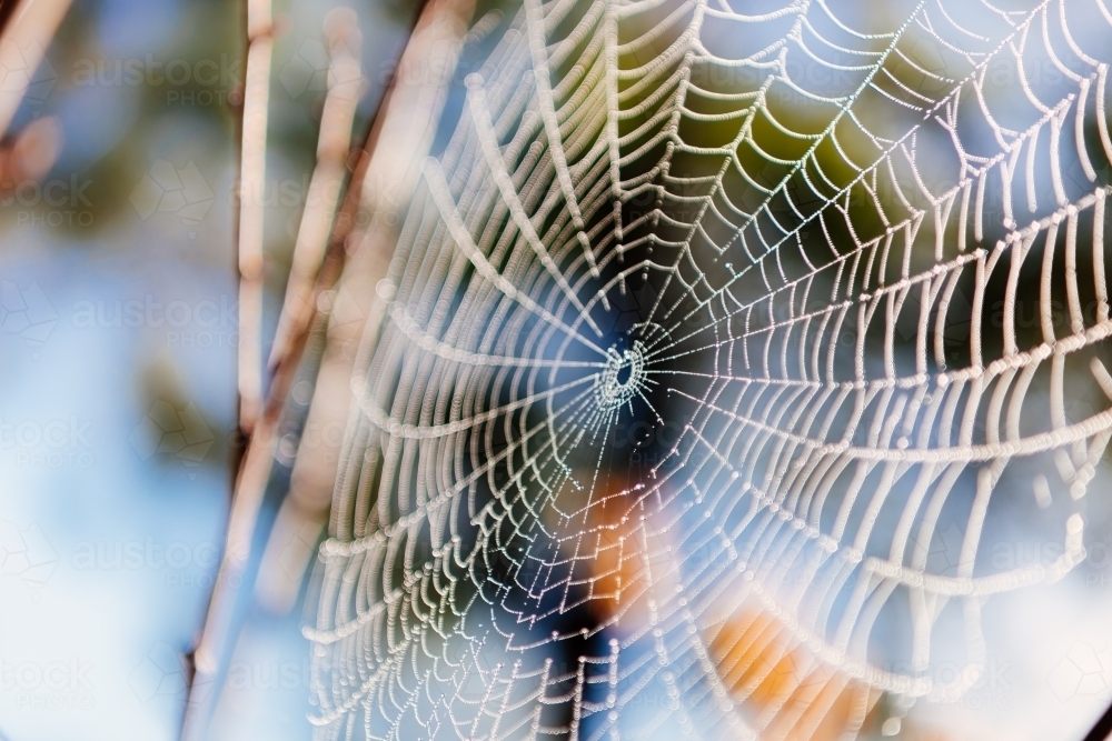 Perfect spider web on blurred nature background. - Australian Stock Image