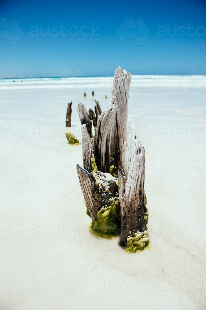Permanent driftwood at Sensation Beach, Coffin Bay NP - Australian Stock Image