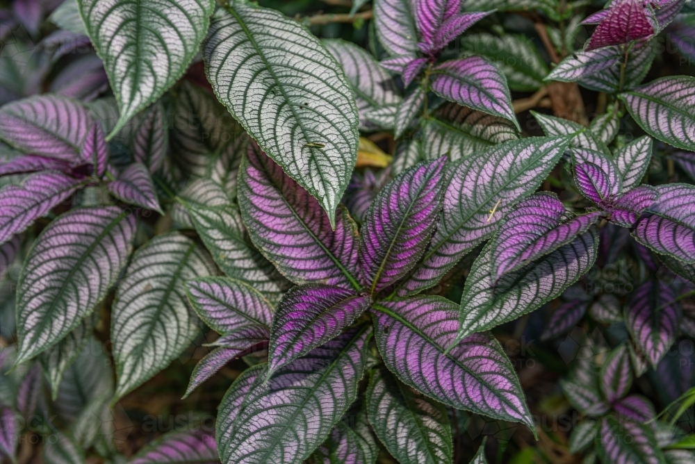 Persian Shield plant - Australian Stock Image