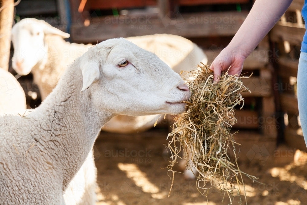Person feeding sheep hay close up - Australian Stock Image