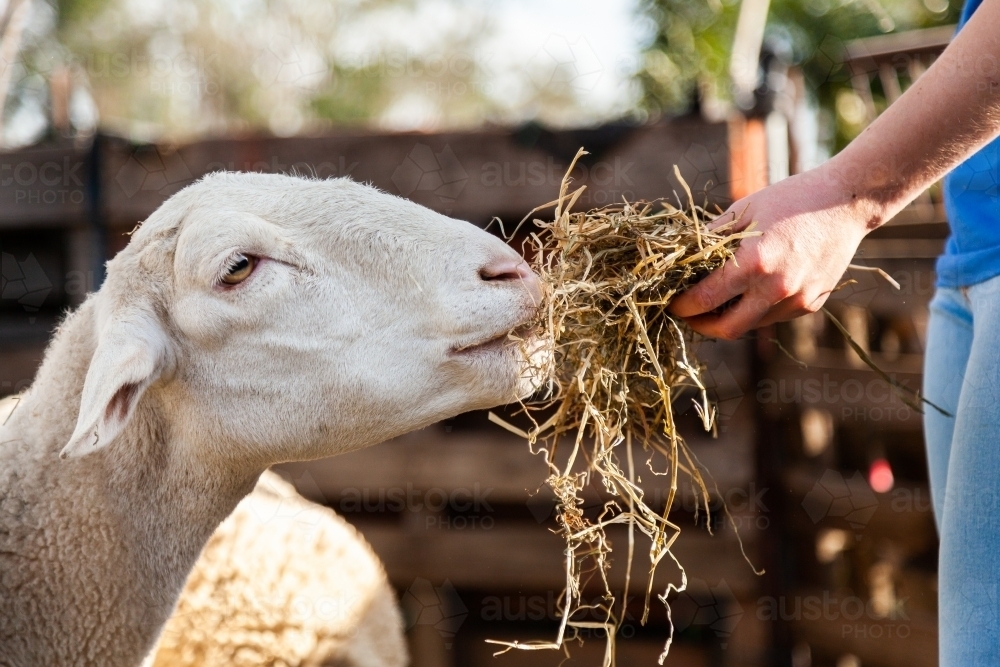 Person feeding sheep hay close up - Australian Stock Image