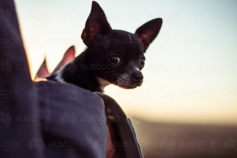 Person holding chihuahua dogs - Australian Stock Image