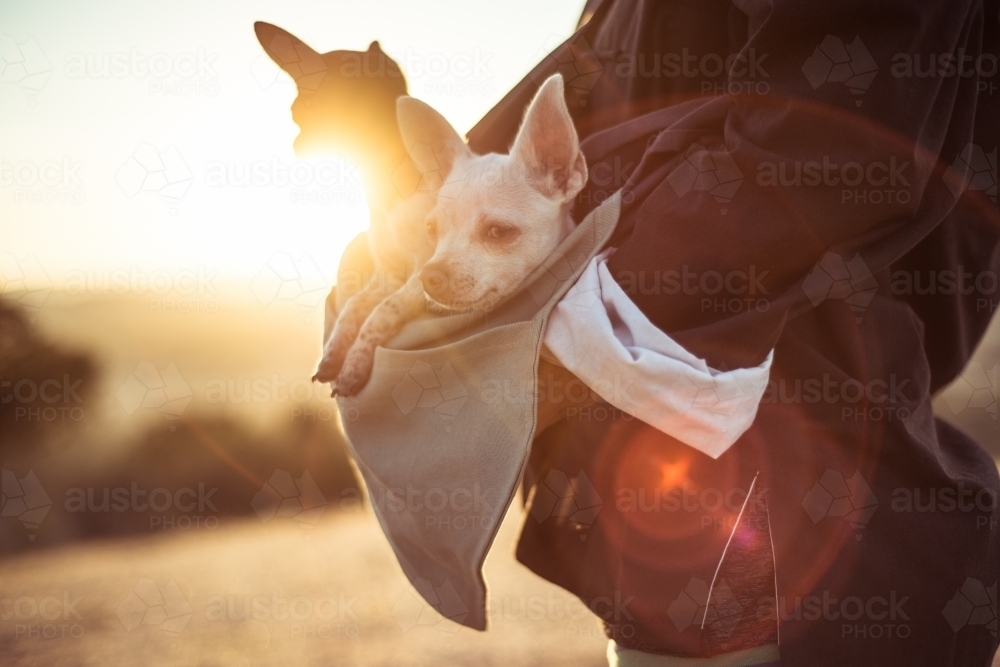 Person holding chihuahua dogs - Australian Stock Image