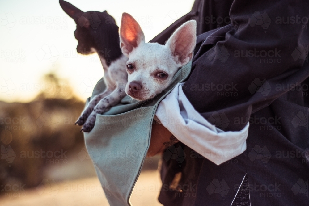 Person holding chihuahua dogs - Australian Stock Image