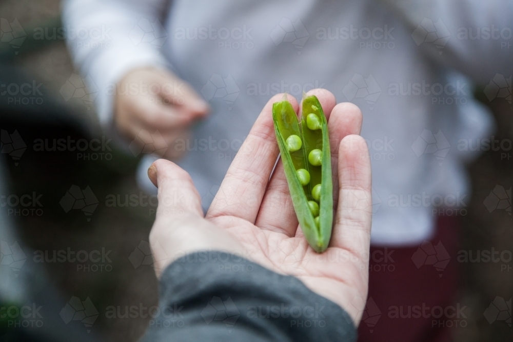 Image of Person holding home grown green podding pea - Austockphoto
