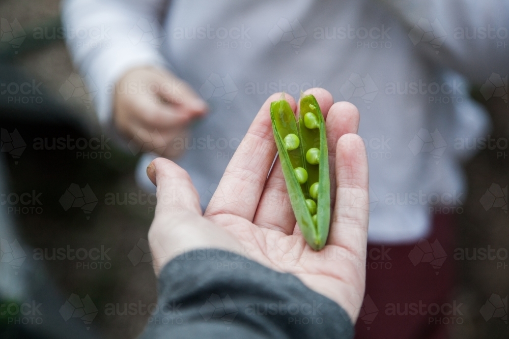 Person holding home grown green podding pea - Australian Stock Image