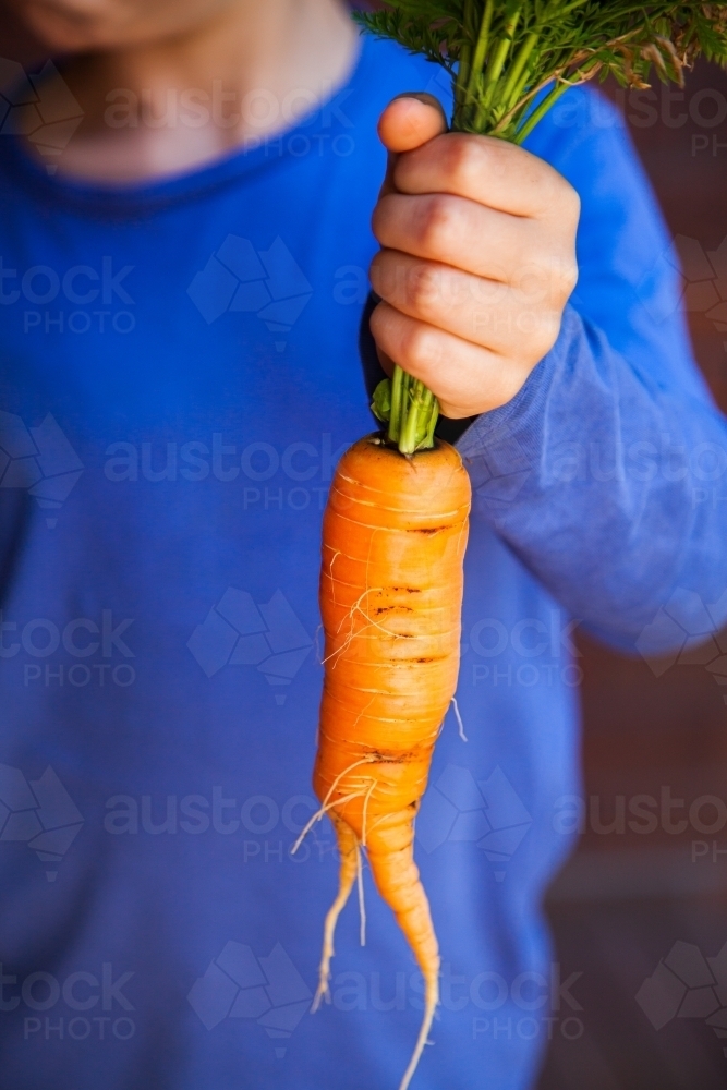 Person holding large home grown carrot fresh from the garden - Australian Stock Image