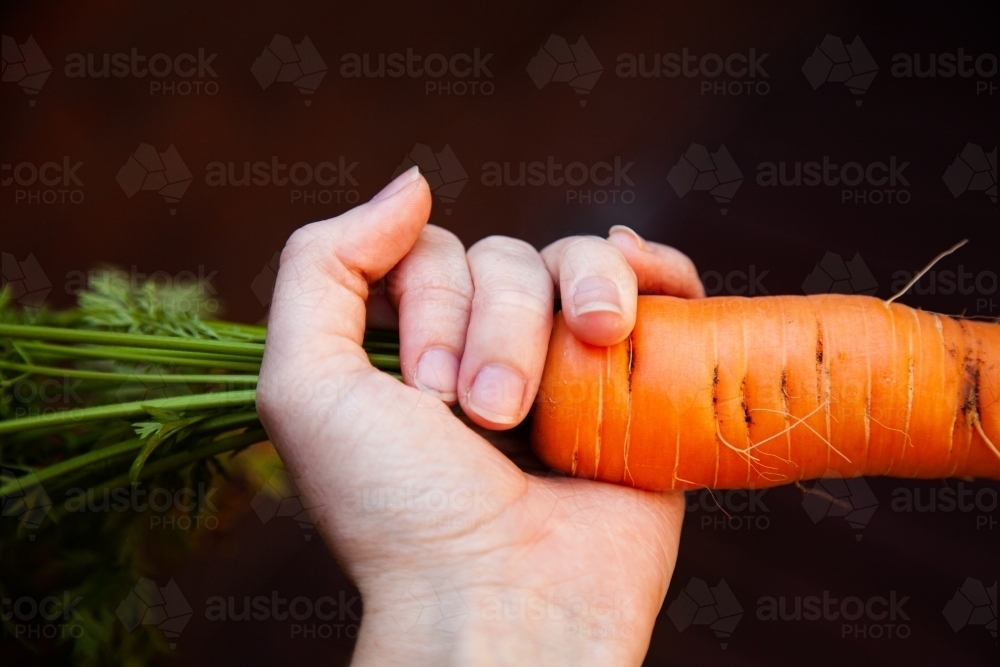 Person holding large home grown carrot fresh from the garden - Australian Stock Image