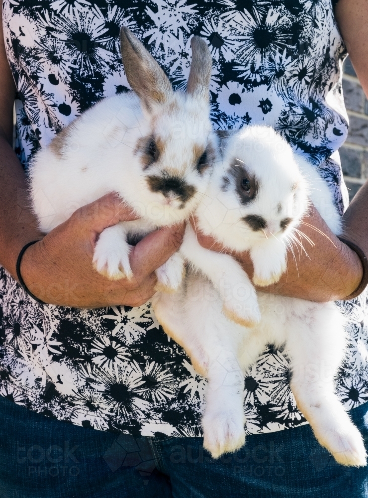 Person holding two cute bunny rabbits - Australian Stock Image