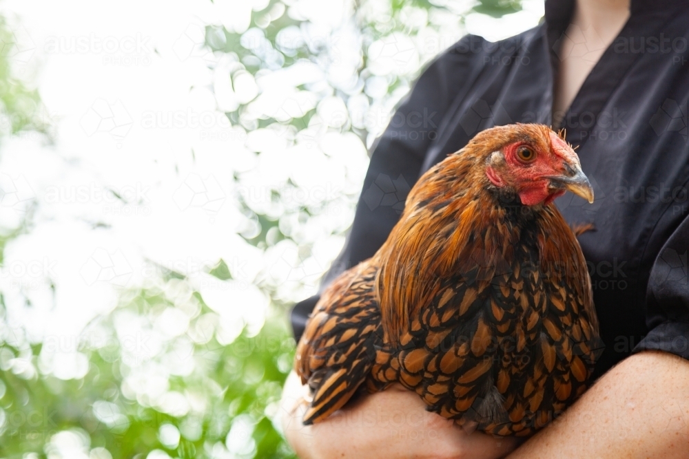 Person holding young gold laced wyandotte rooster - Australian Stock Image