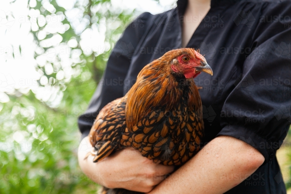 Person holding young gold laced wyandotte rooster - Australian Stock Image
