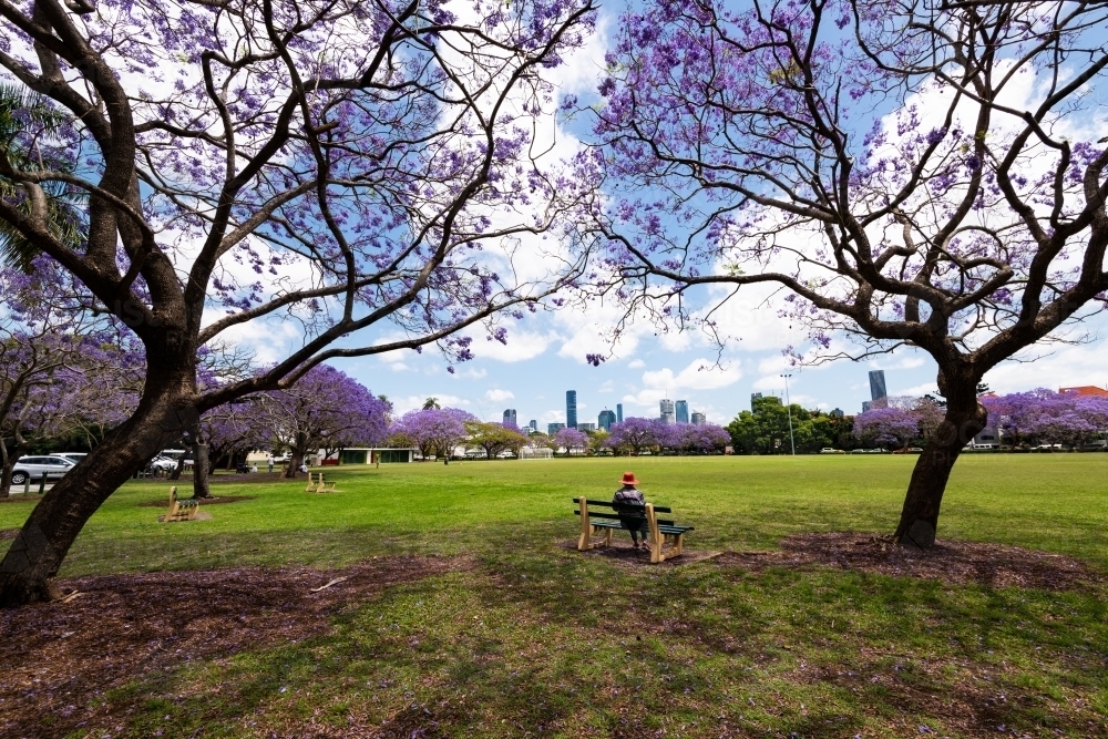 Person in red hat on a park bench between Jacaranda trees in bloom with city skyline behind - Australian Stock Image