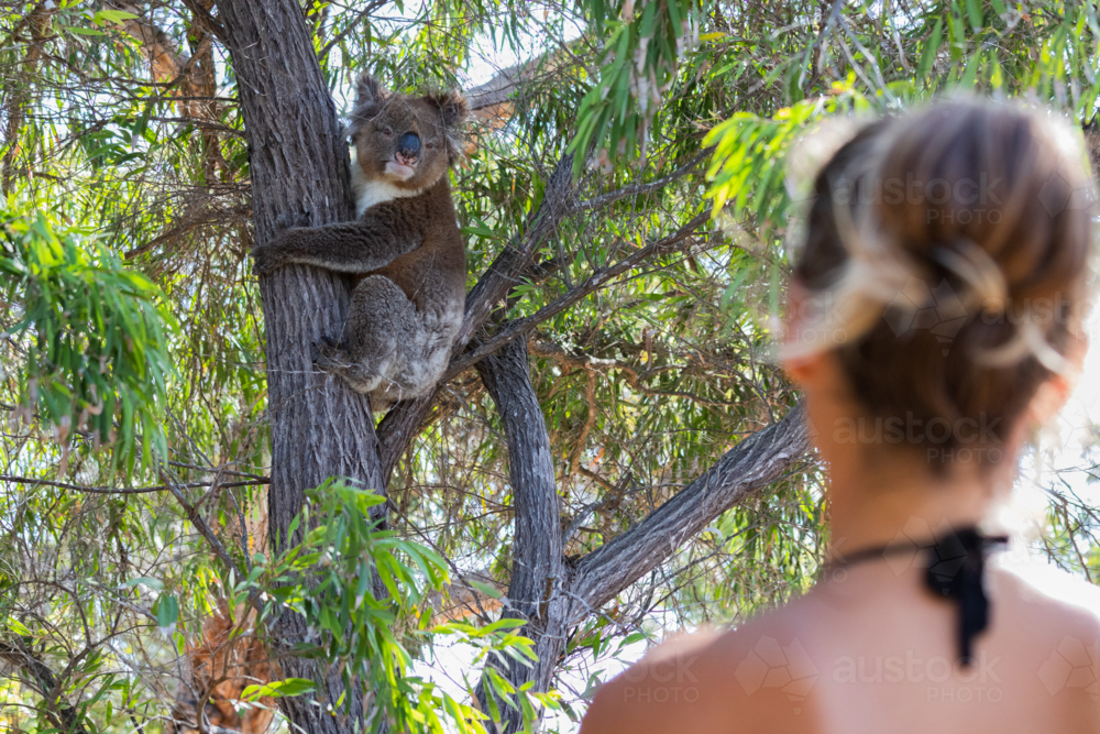 Person looking at koala bear climbing tree in the wild in South Australia - Australian Stock Image