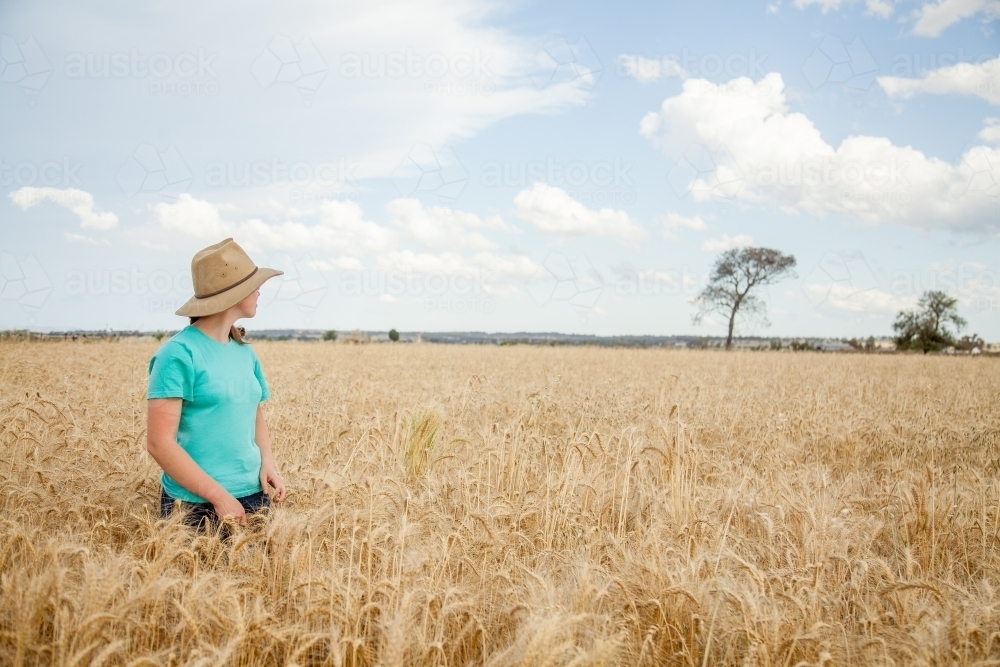 Person looking into the distance in a paddock of bearded wheat crop on a farm - Australian Stock Image