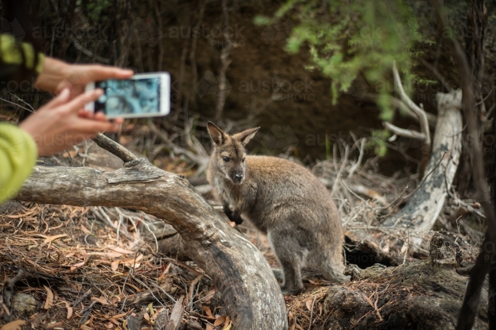 Person taking an iphone photo of wallaby - Australian Stock Image