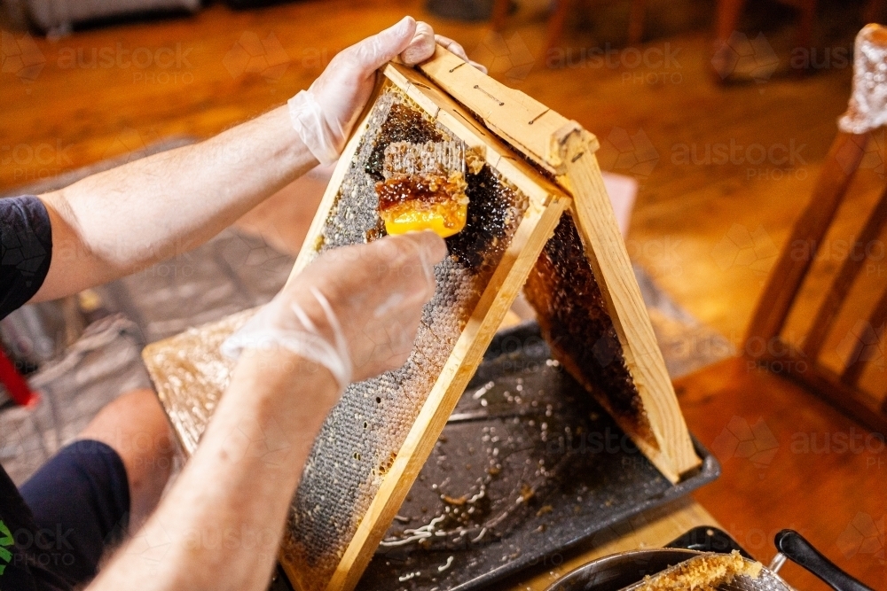 Image of Person using comb to uncap frame harvesting honey