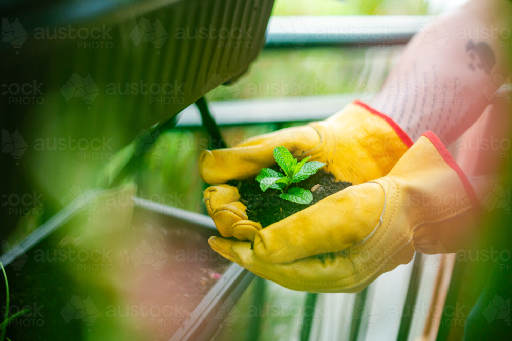 Person wearing gloves gently plants a small green seedling into fresh soil - Australian Stock Image