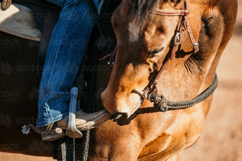 Horse touching boot of rider - Australian Stock Image