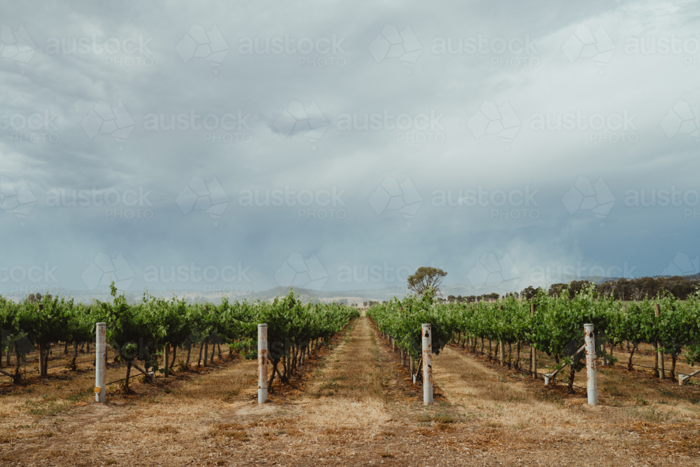 Perspective view down a row of grapevines at a Mudgee winery - Australian Stock Image