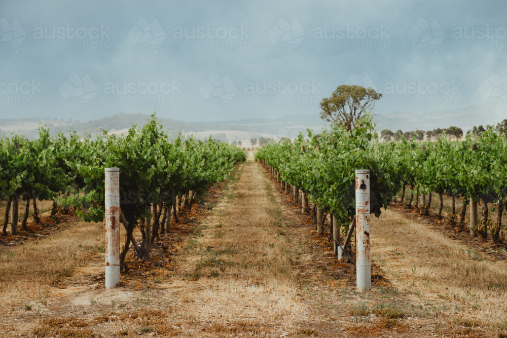 Perspective view down a row of grapevines at a Mudgee winery - Australian Stock Image