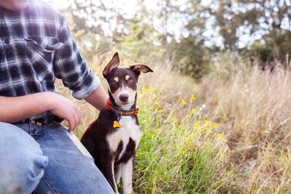 pet Australian Kelpie puppy dog beside man in paddock of grass - Australian Stock Image