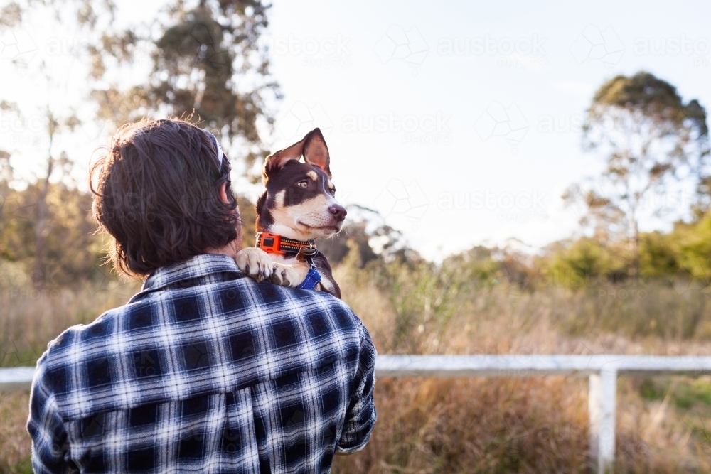 pet Australian Kelpie puppy dog looking over aussie blokes shoulder - Australian Stock Image