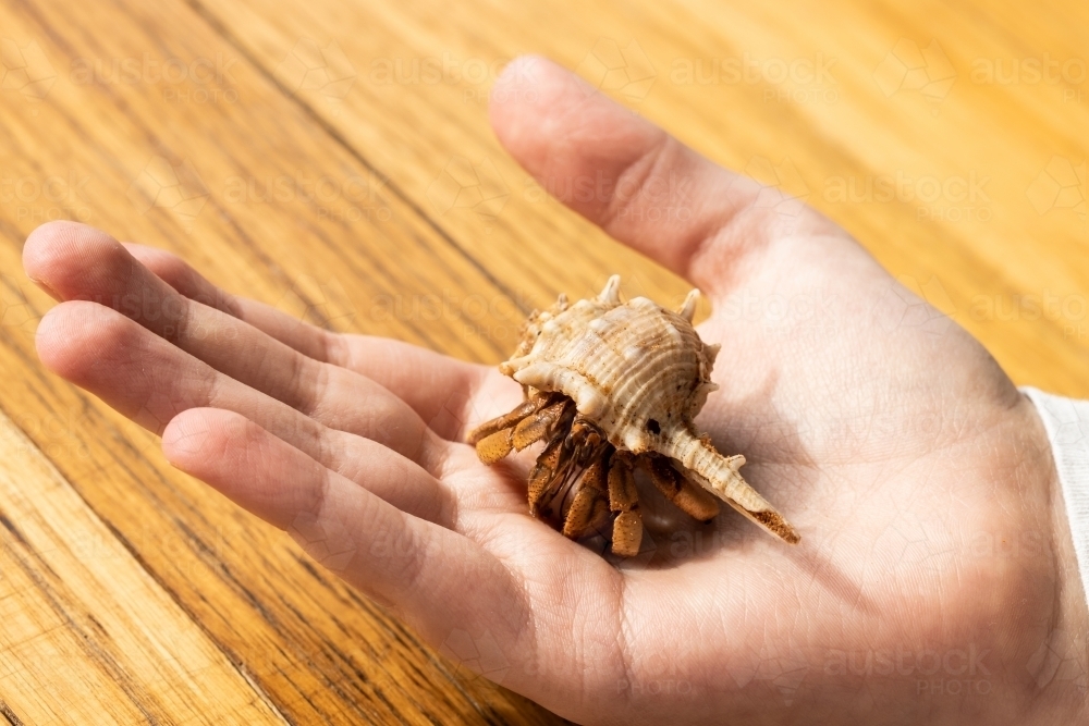 pet Australian Land Hermit Crab (Coenobita variabilis) being held by a child's hand - Australian Stock Image