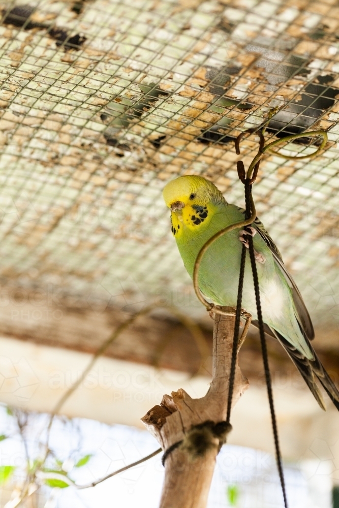 Image of Pet bird in cage perched on hanging branch Austockphoto