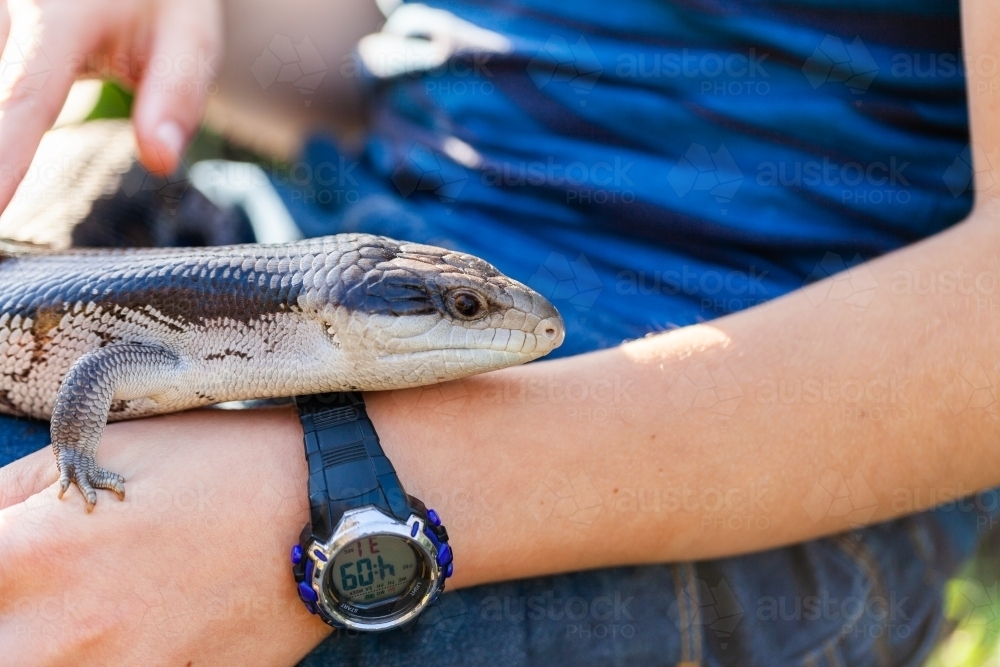 Pet blue-tongued lizard outside in garden with owner - Australian Stock Image