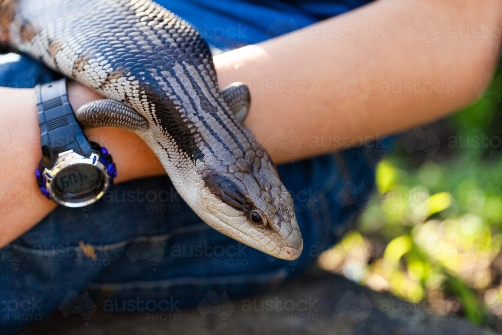 Pet blue-tongued lizard outside in garden with owner - Australian Stock Image