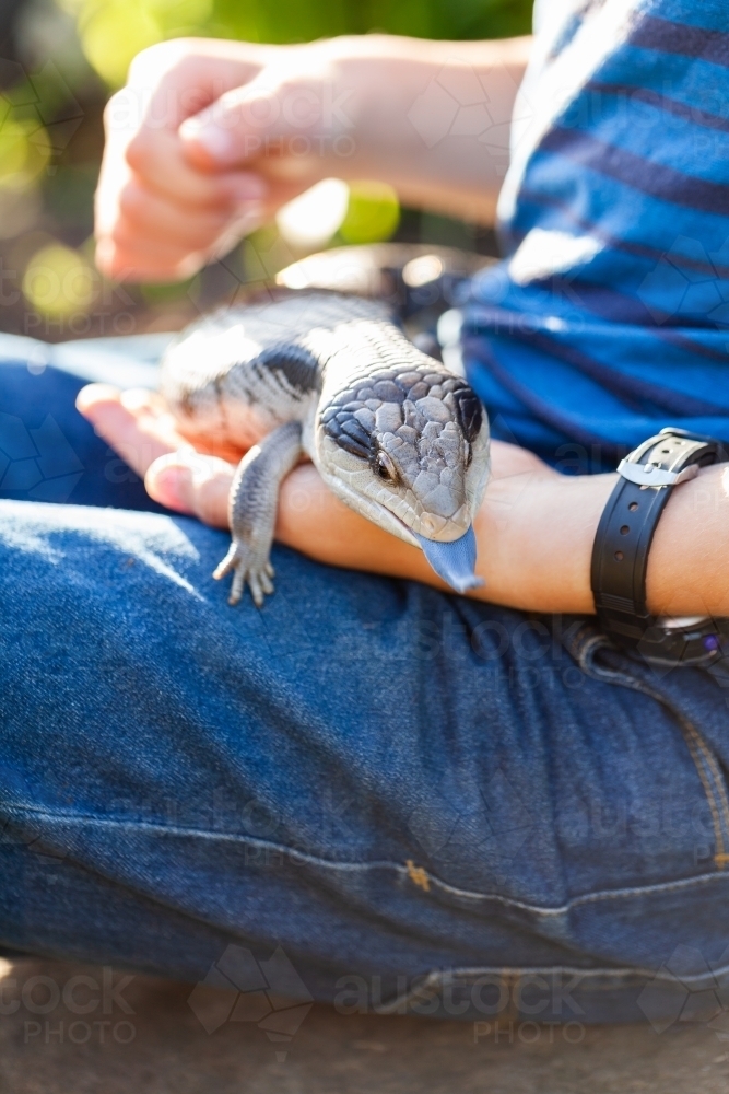 Pet blue-tongued lizard outside in garden with owner - Australian Stock Image