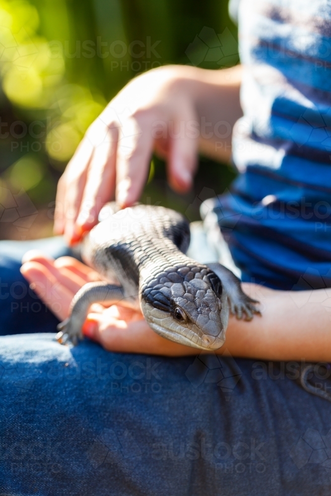 Pet blue-tongued lizard outside in garden with owner - Australian Stock Image