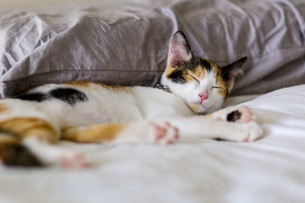 Pet cat asleep on a bed - Australian Stock Image