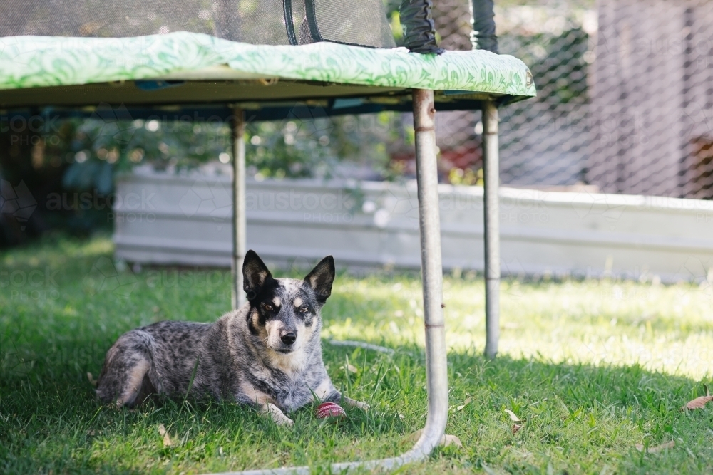 Pet Cattle Dog in backyard - Australian Stock Image