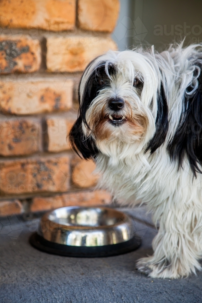 Pet dog eating from food bowl by the back door - Australian Stock Image