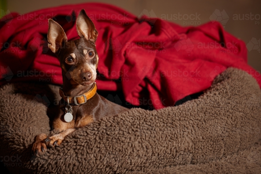 Image of Pet dog in comfy bed Austockphoto